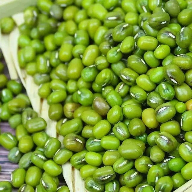 新绿豆农家自产笨绿豆汤粥易熟新鲜绿豆