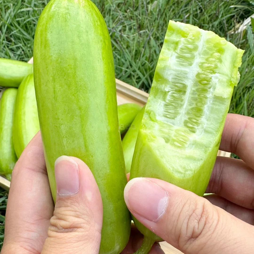 奶油小黄瓜 1盒400g左右/2盒800g左右黄瓜同城送黄瓜同城配