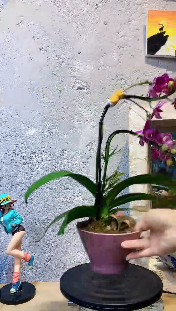 大部分花苞少量开放124植物杂货店，来淘宝吧