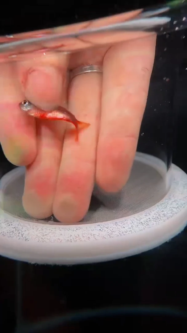 灯科鱼傅****)D06-4号超红3cm左右（不包黑点）1条