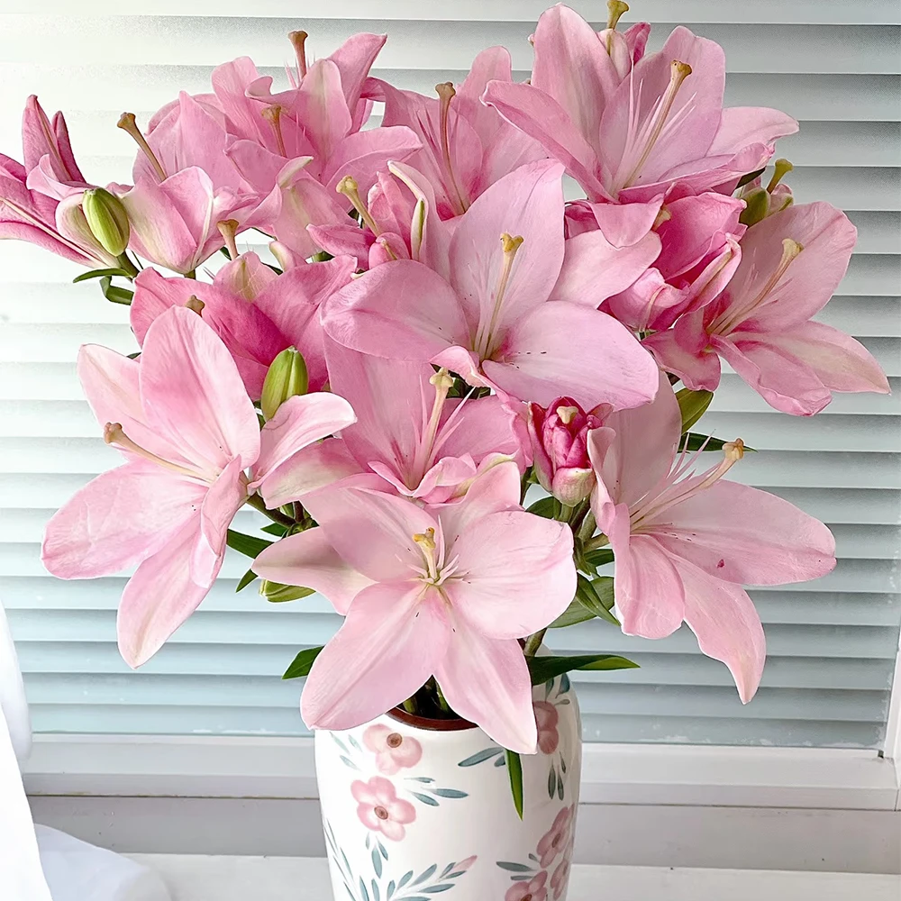 『3头小粉仙百合』3枝装花苞满满 无香粉天使 全场任意满两单及以上鲜花顺丰包邮 送花瓶一个 北方送保温棉发货