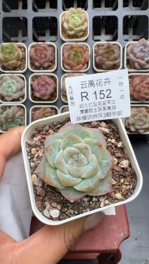 152R脱土发 当场拍3颗以上包柚 多肉植物 一物一拍