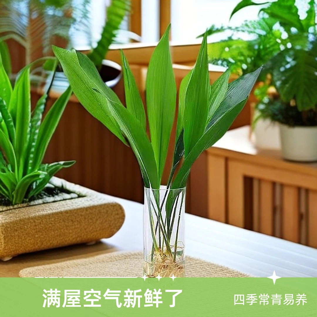 一叶兰四季常青盆栽办公室水培植物网红摆件室内好养耐寒净化空气