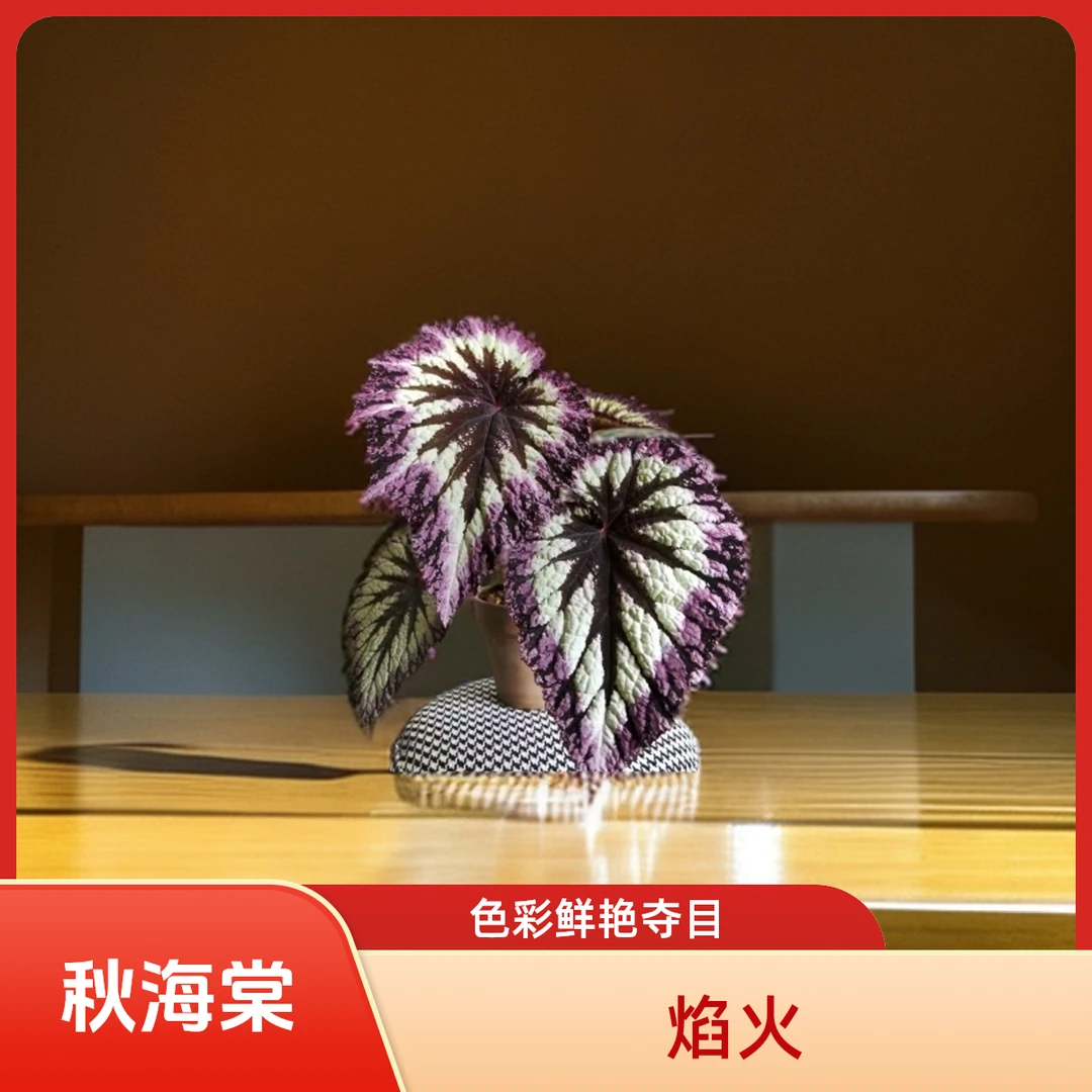 焰火 秋海棠 一颗包邮无售后 完美主义者勿拍