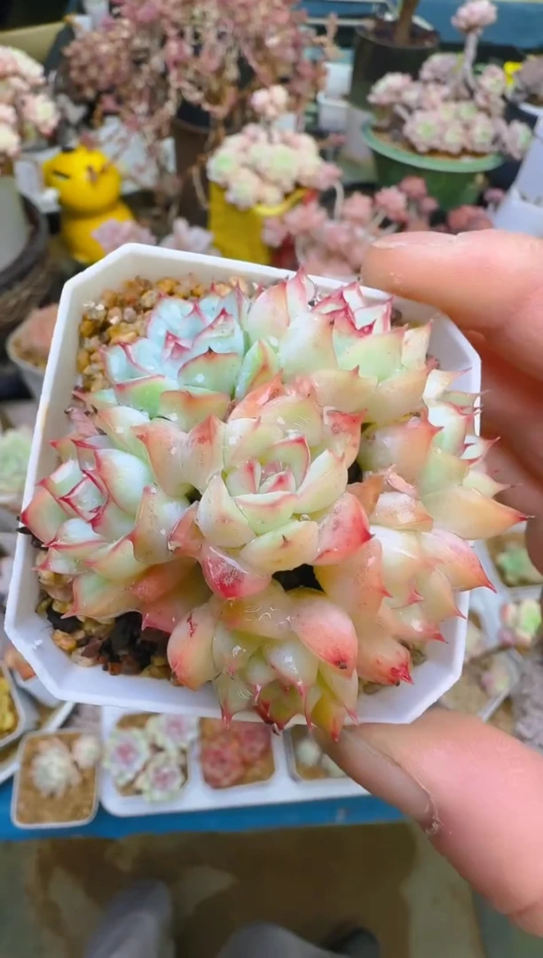 【闪购商品】喜—375—仙农（荷）