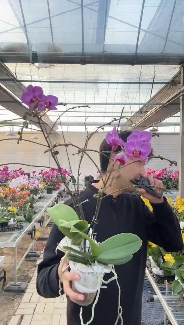 完全开放斯图加特树杈