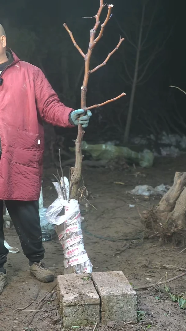 完全开放枣树279