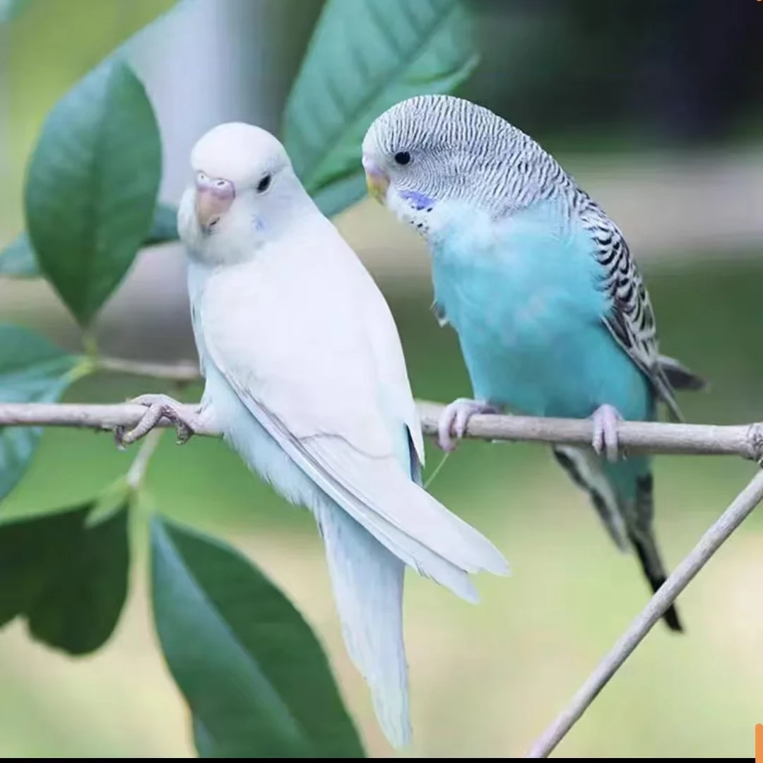 虎皮鹦鹉亲人活泼小鹦鹉教说话