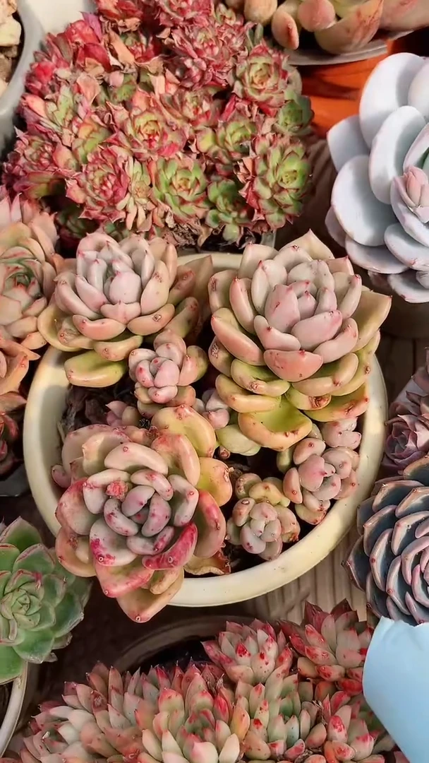 【闪购商品】17266