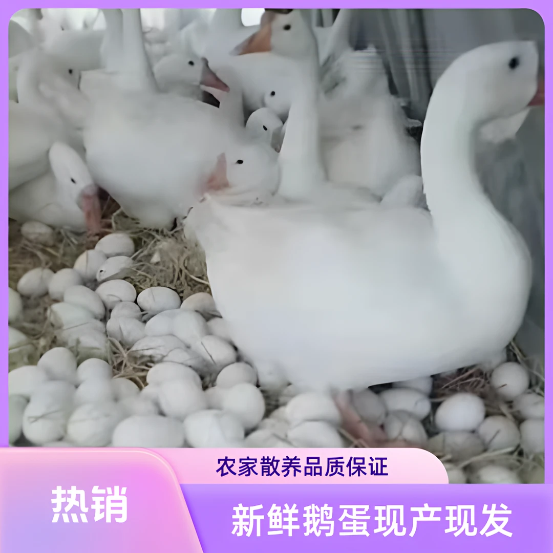 东北散养大鹅蛋新鲜现捡现发破损包赔