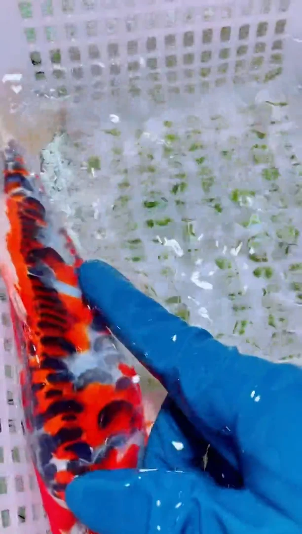 锦鲤血统锦鲤全场包邮12