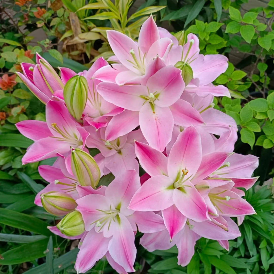 四季可种【粉钻】新手好养香水百合室内外可种