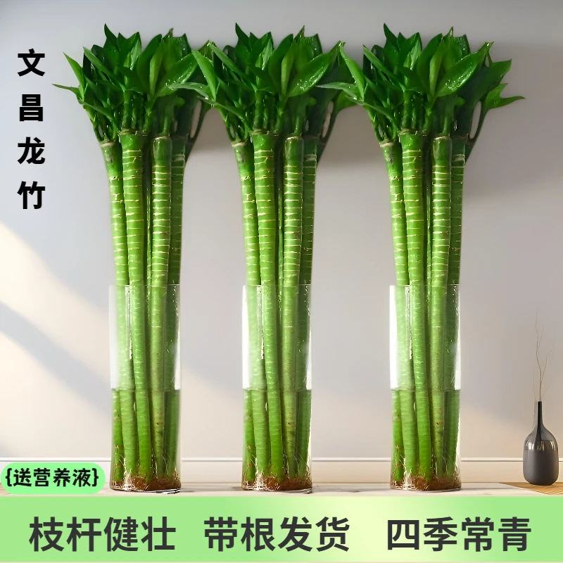 文昌竹富贵竹带根龙竹水养植物观音竹桌面室内客厅盆栽水培绿植