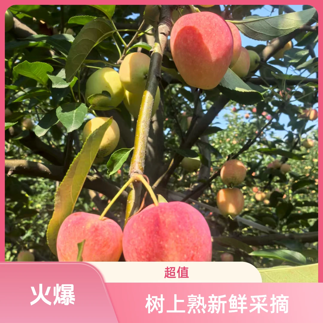 山西鸡心果新鲜采摘脆甜多汁当季水果