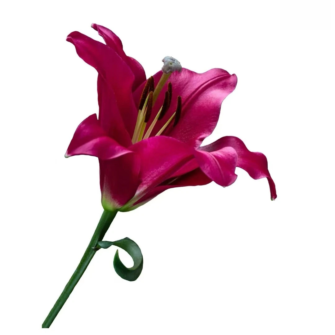 【大聪明卖花】纯情香水百合-任意2单鲜花包邮发货后不支持退款