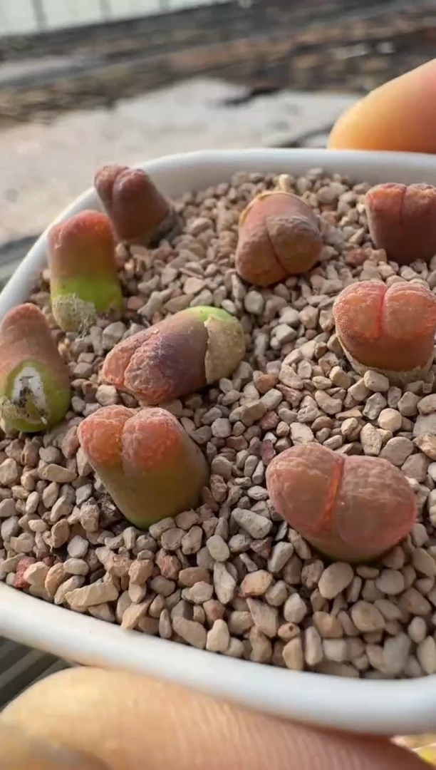 美丽的肉石头10-245