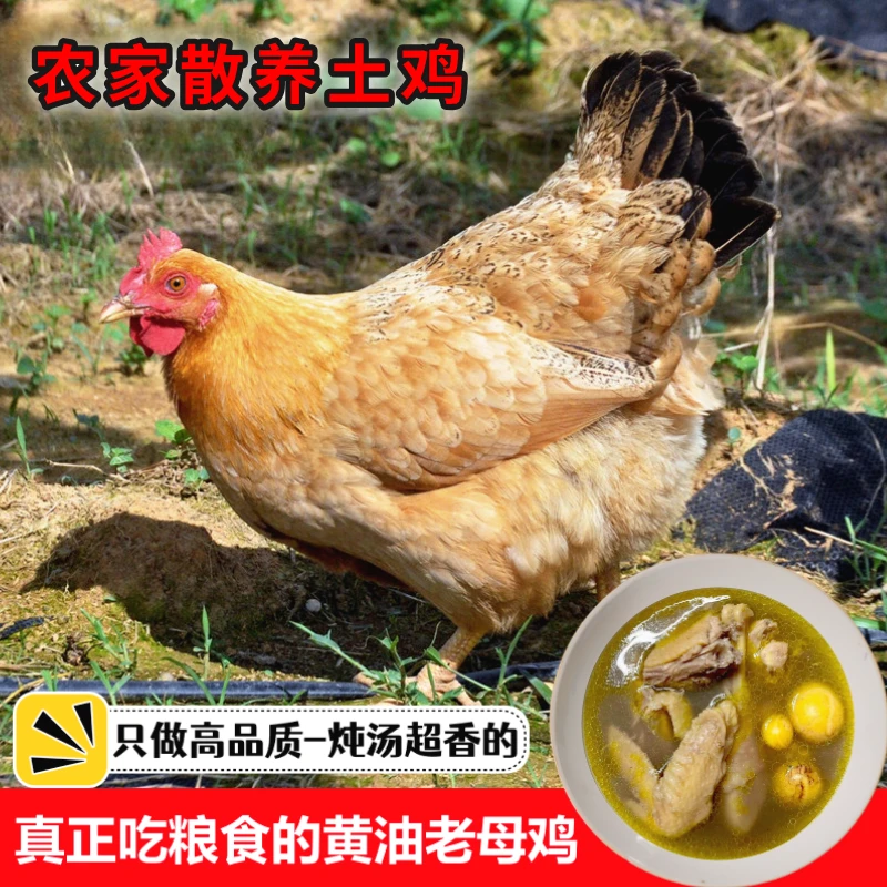 农家散养土鸡新鲜现杀老母鸡月子鸡走地鸡草鸡老母鸡活鸡包邮