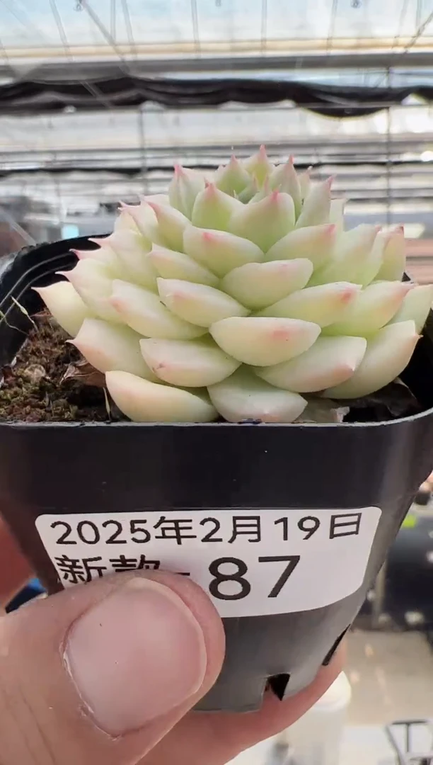 【闪购商品】新款多肉-87