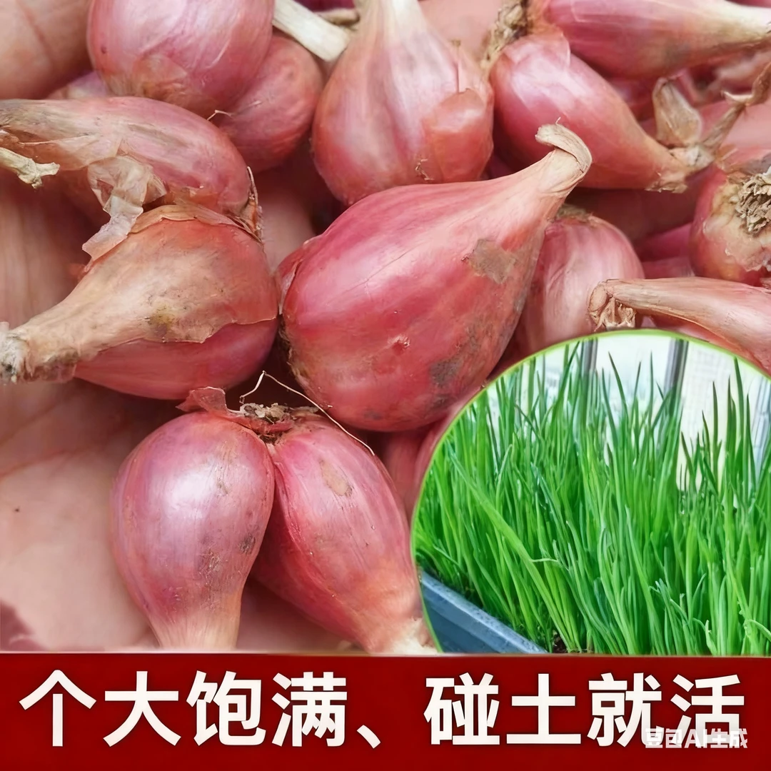正品四季小香葱小葱头盆栽红葱头蒜瓣新鲜易活食用种植香葱