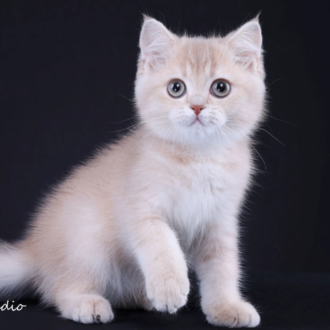 来了姊妹-紫金英短猫 弟弟 39