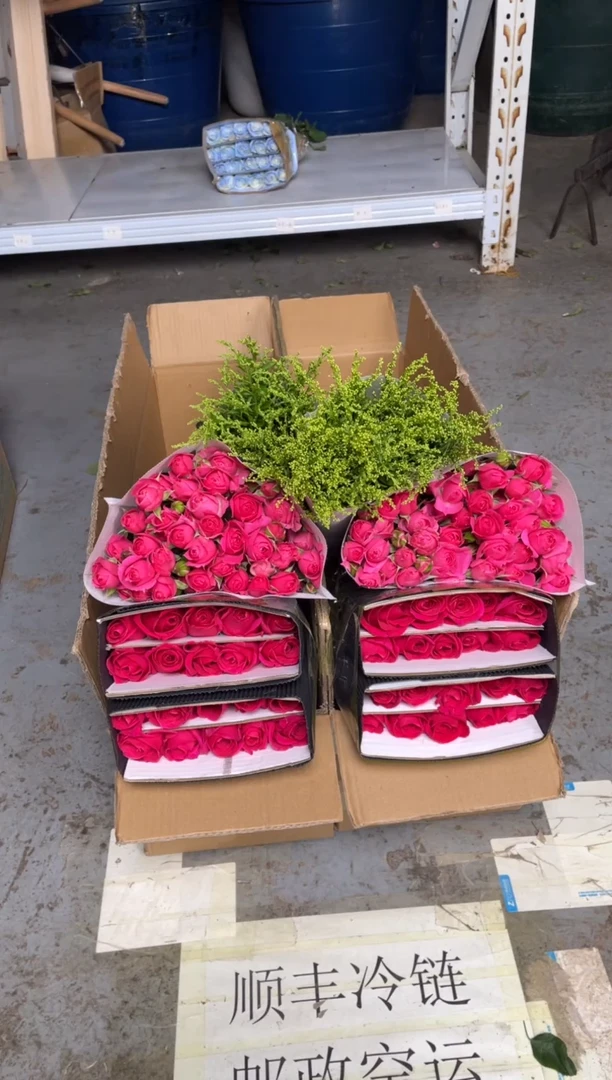 佛洛依德20枝+苏菲20枝+黄莺