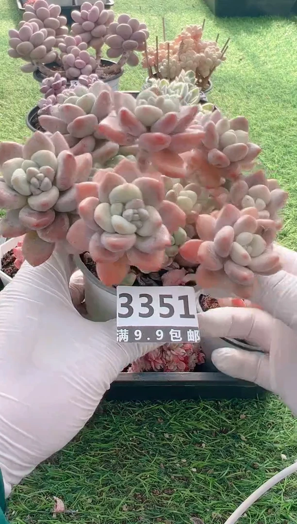 【闪购商品】信福多肉一物一拍