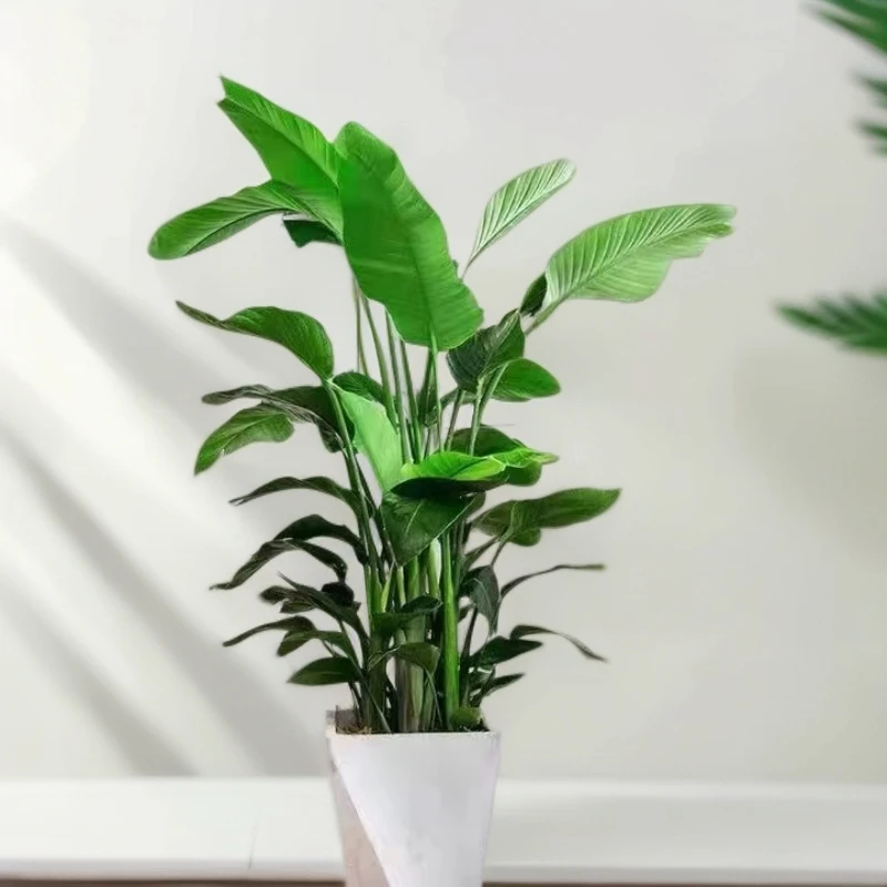 天堂鸟客厅水养花卉旺宅绿植办公室植物植物绿植植物花卉