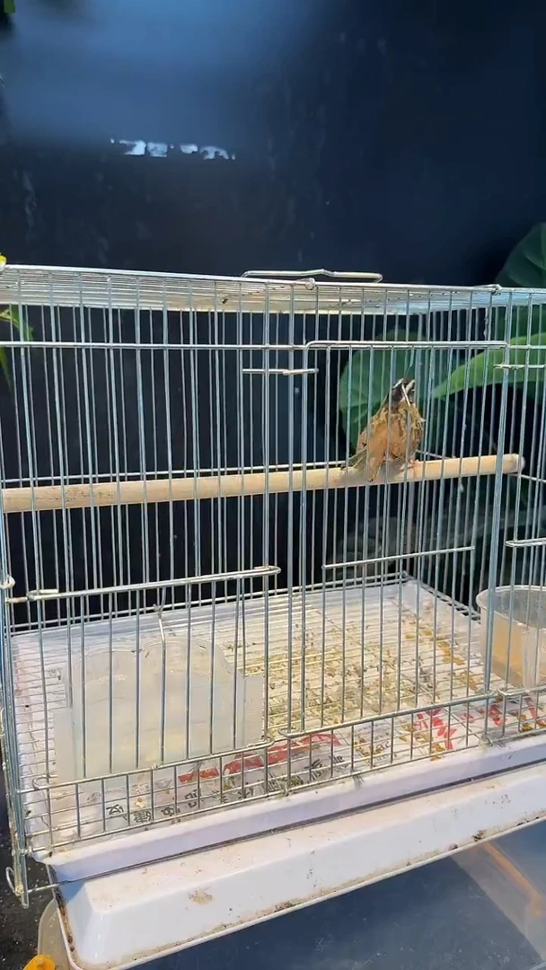 虎皮鹦鹉1号三道眉0元起拍