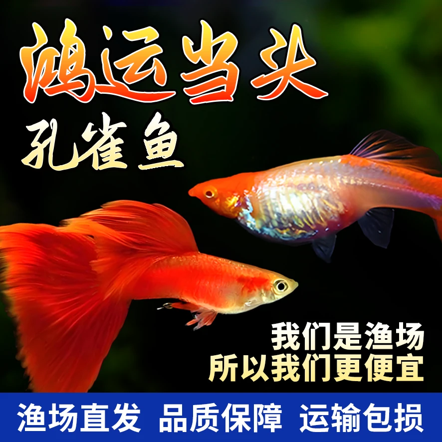 鸿运当头纯种红头孔雀鱼观赏鱼包头包腮