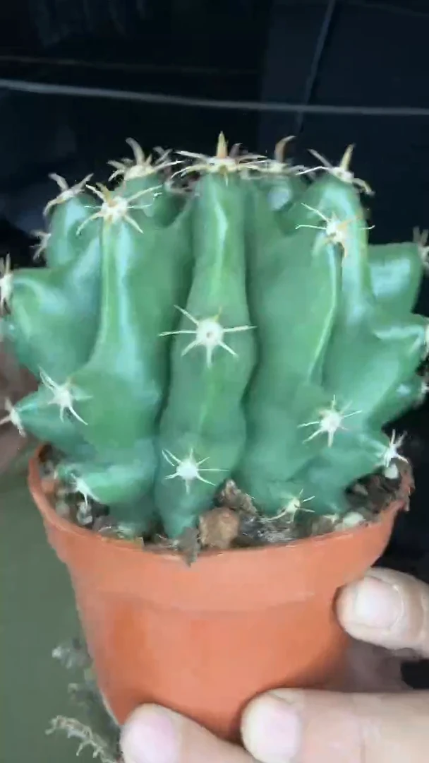 5-12            45.99