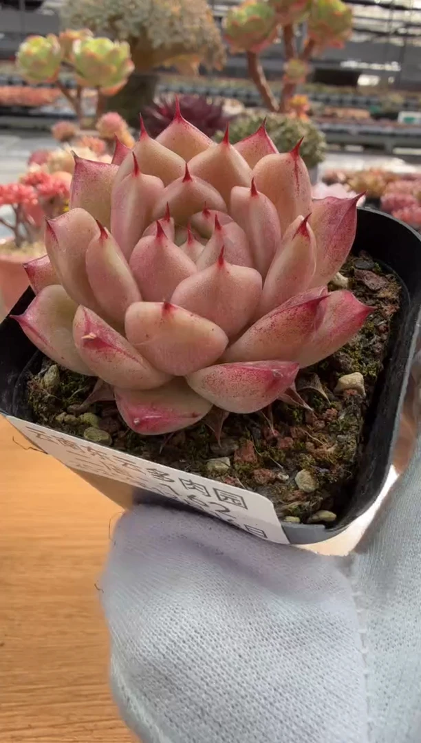 东云多肉园二店-162