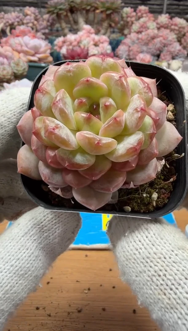 东云多肉园三店-26