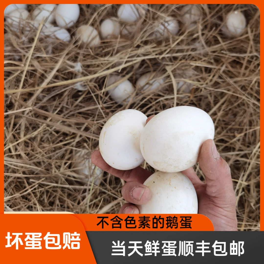 24枚装土现捡现发喂养大土鹅蛋鹅蛋新鲜大鹅蛋散养鹅蛋农家散养