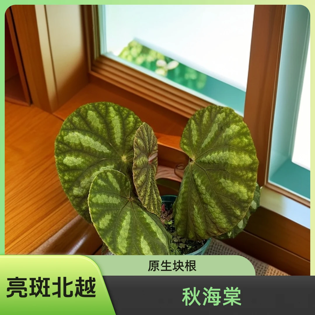 亮斑北越 秋海棠热植 福利款不包叶损《两单包邮》