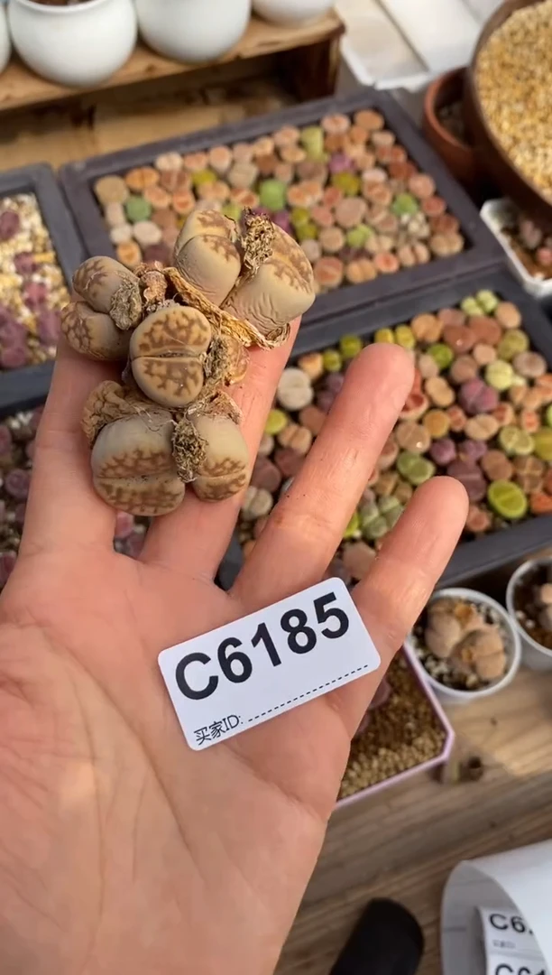 6185直播一物一拍