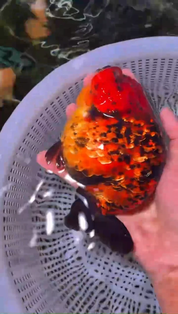 金鱼（运费到付，马印灯下展示）福州追鱼兰寿金鱼