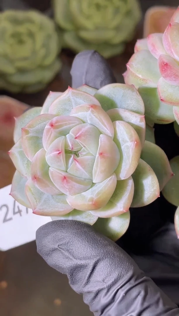 2478 冰灵爆珠 量拍发一颗