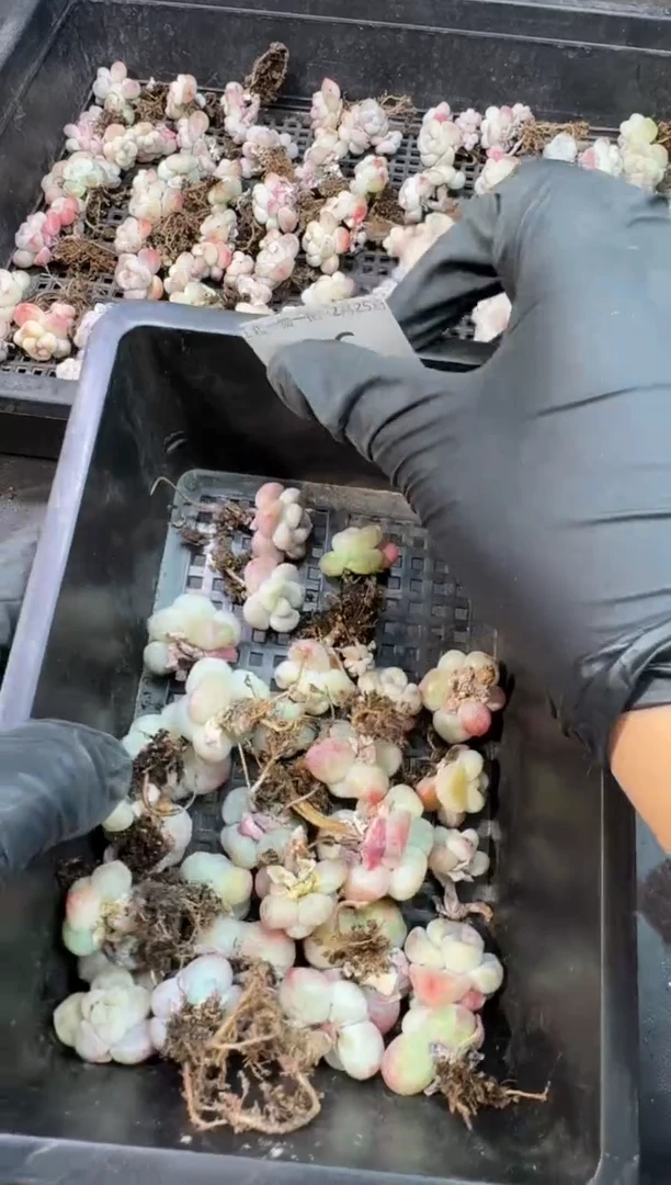 【闪购商品】26号到手1框--江北多肉