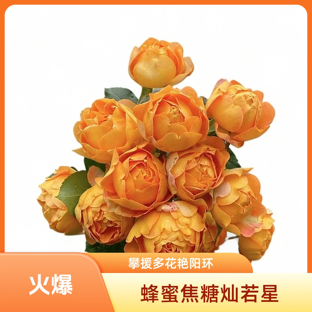 【顺丰包邮】蜂蜜焦糖爬藤月季多季节重复开花勤花浓香型包成活