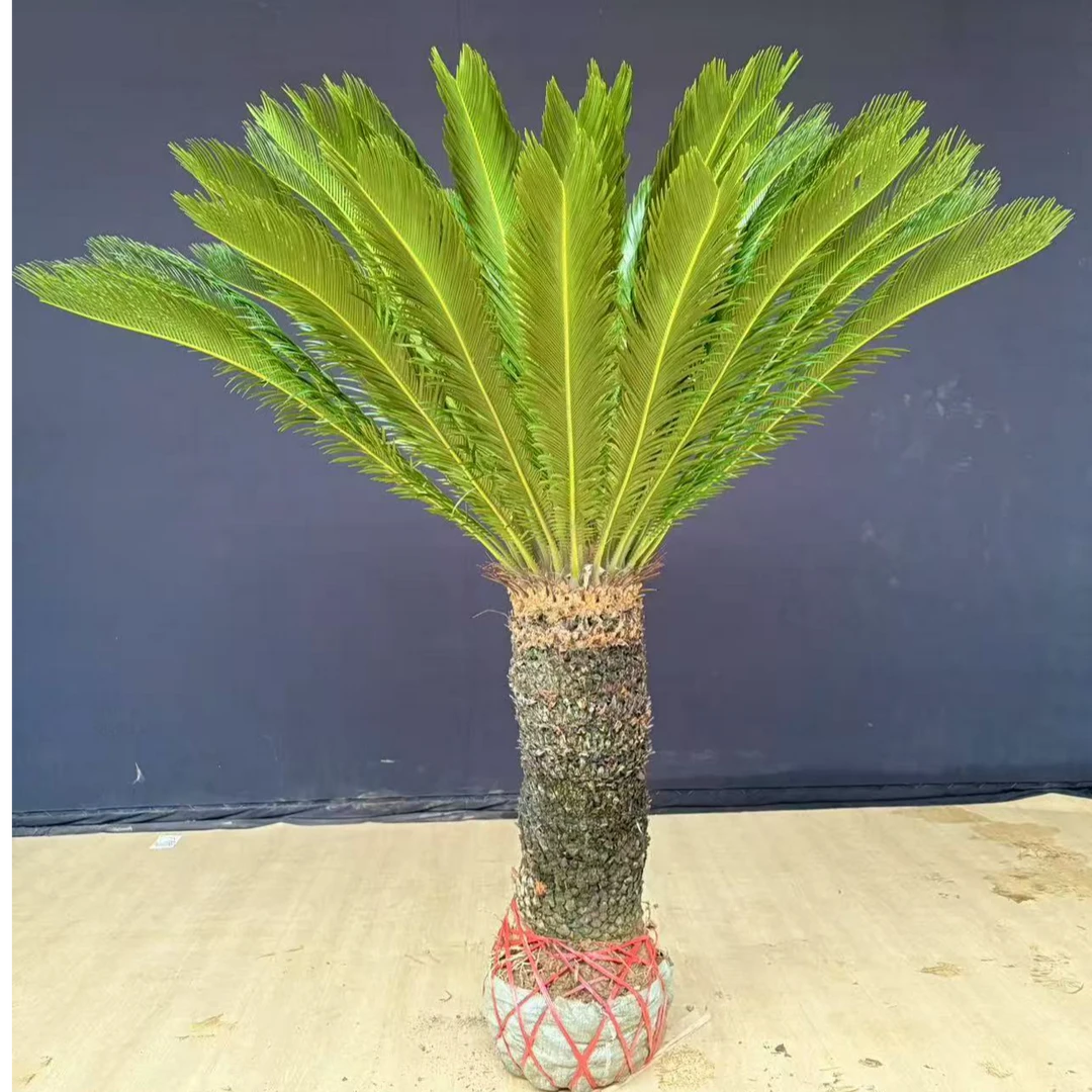 团圆花礼中秋限定大型苏铁铁树别墅庭院公司工厂耐寒耐旱盆栽