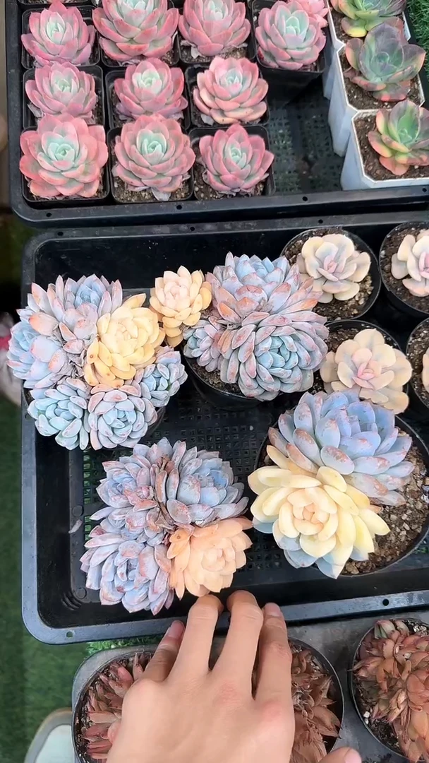 80#橙梦露阴阳锦群（8cm）脱土