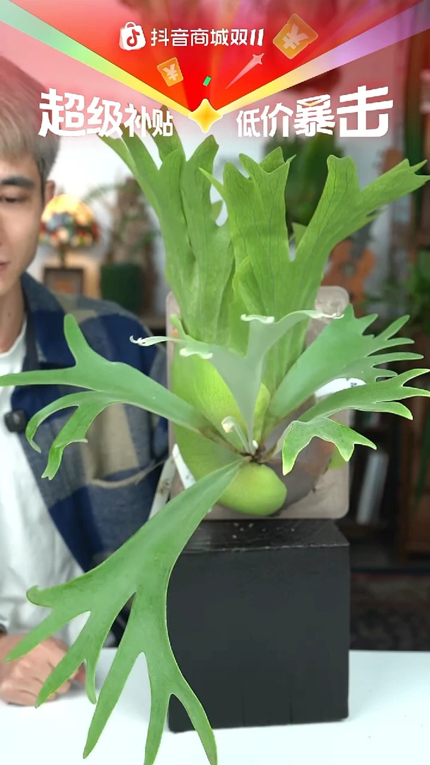 不开花植物P141-jasmine