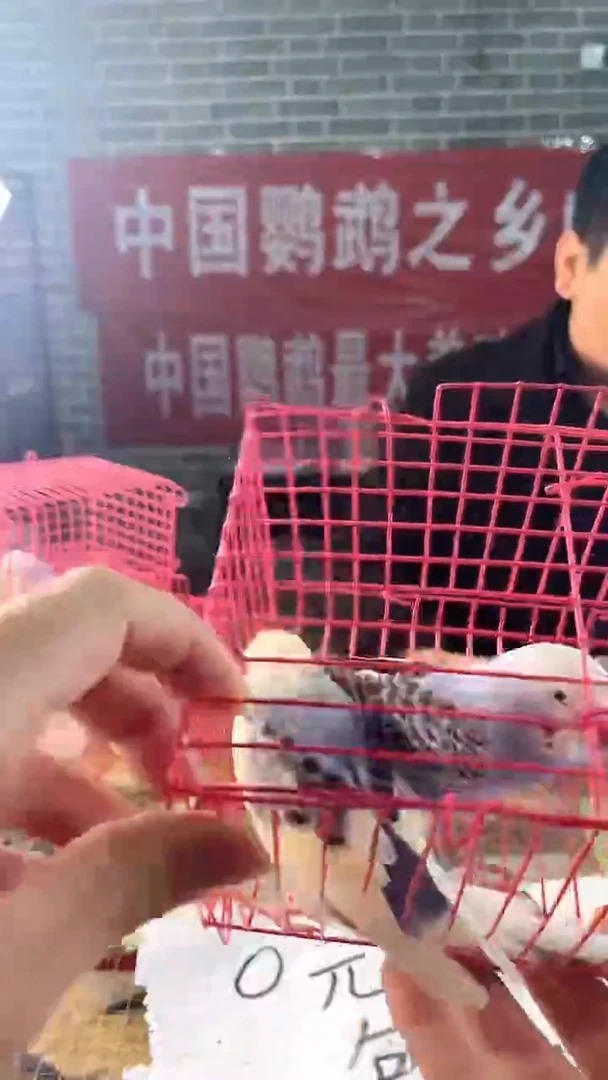 虎皮鹦鹉虎皮鹦鹉