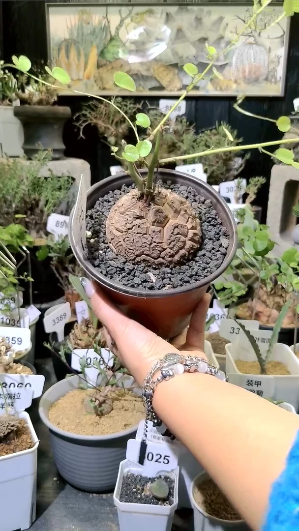 25号1127福利南非龟甲龙单颗