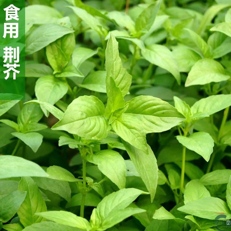 大叶荆芥种子野菜速生香荆芥春夏秋耐热蔬菜籽清香鲜嫩夏季简单