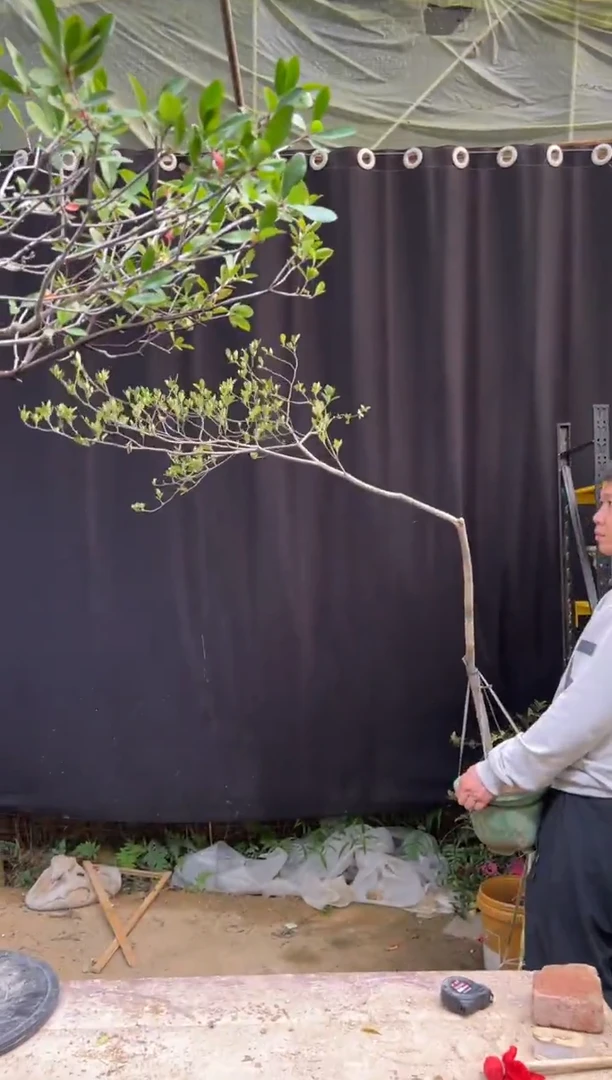 无花朵曾**你海岛栀子花