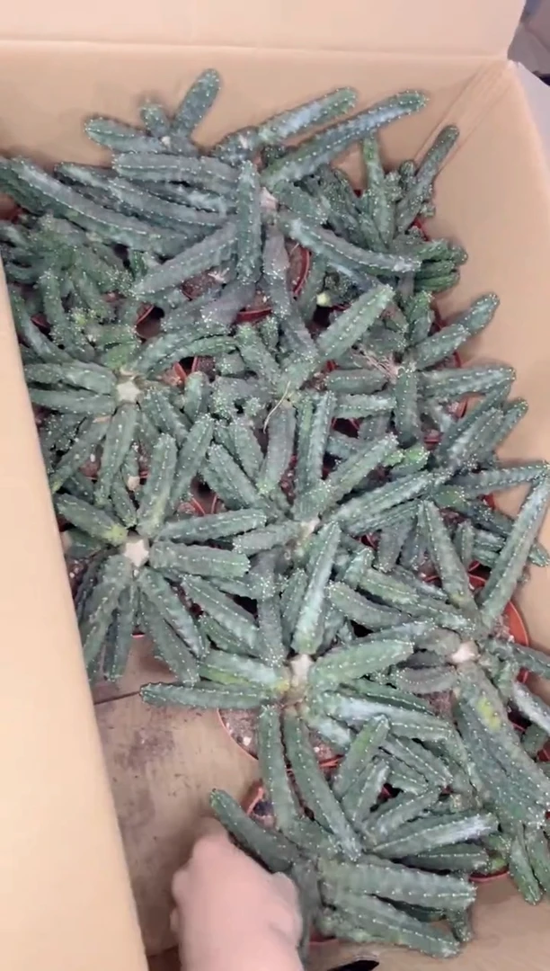 【闪购商品】水仙情郎