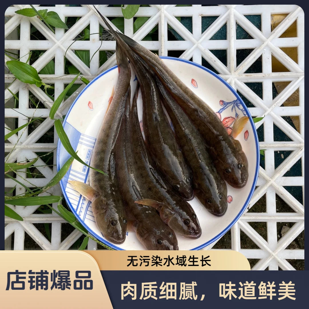 沙光鱼大规格6-9条/斤新鲜海捕鲜活速冻胖头鱼味道鲜美连云港发货