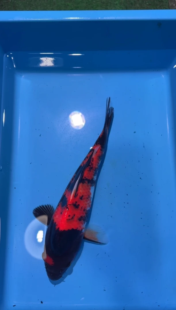 锦鲤点关注右下角竞拍链接出价