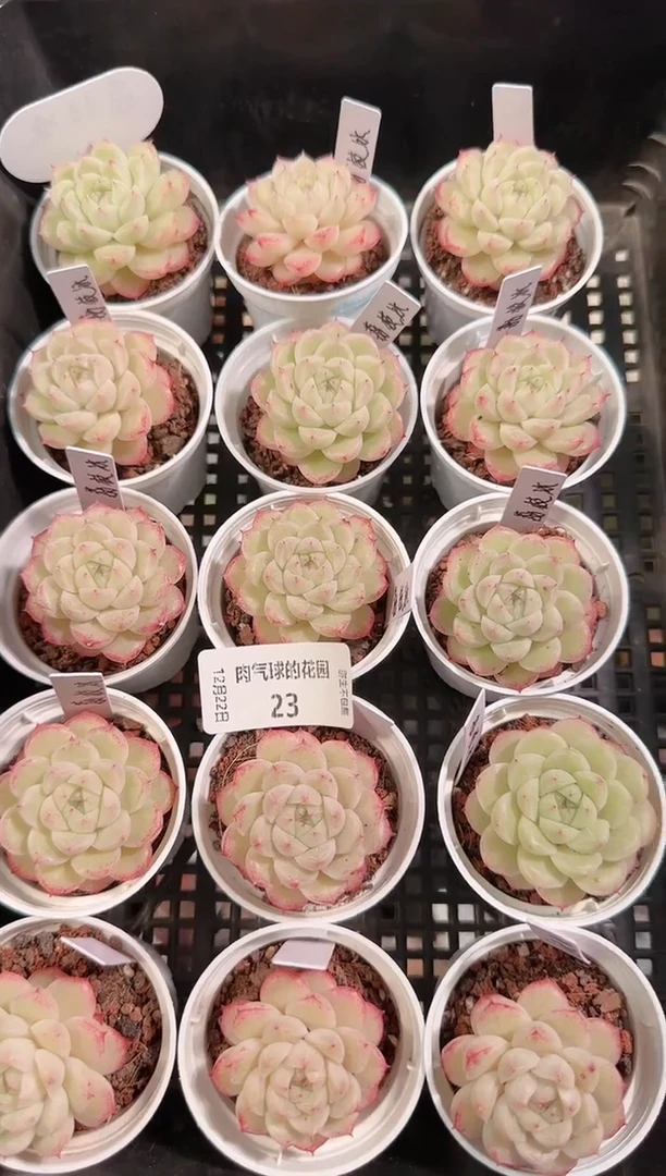 1222-23荔枝冰多肉量拍任意发一颗群生不包整